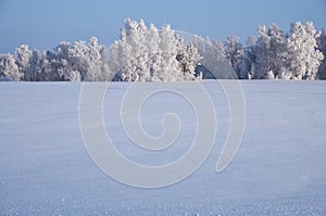 Birch trees under hoarfrost in snow field in winter season