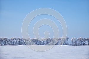 Birch trees under hoarfrost in snow field in winter season