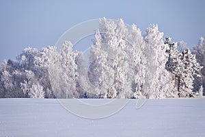 Birch trees under hoarfrost in snow field in winter season