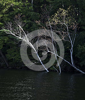 Birch trees in water at lake shoreline