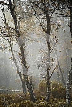 Birch trees and webs at Abernethy forest in Scotland.