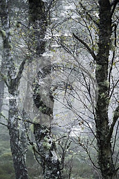 Birch trees and webs at Abernethy forest in Scotland.