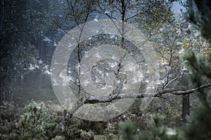 Birch trees and webs at Abernethy forest in Scotland.