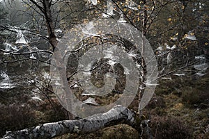 Birch trees and webs at Abernethy forest in Scotland.