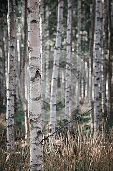 Birch trees in the forest at Lake Siljan in Dalarna, Sweden photo