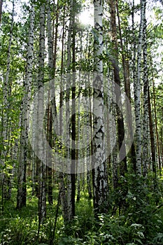 Birch trees in the wild urals forest. Sverdlovsk region, Russia