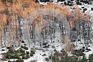 Birch Trees in Winter in the Cairngorms National Park of Scotland.