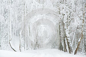 Birch trees in winter covered with snow, makes tunnel through road