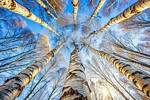Birch Trees Winter Sky Silhouette