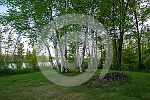 Birch trees and wood pile in a boreal Northwoods forest on the short of the Chippewa Flowage