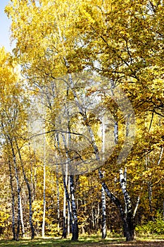 Birch trees with yellow foliage in autumn forest