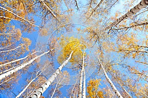 Birch treetops in autumn