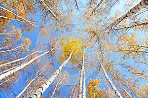 Birch treetops in autumn