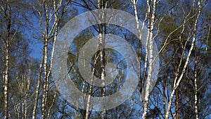 Birch treetops and trunks in a panoramic view in the forest