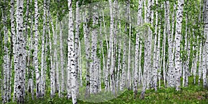 Birch tress forest