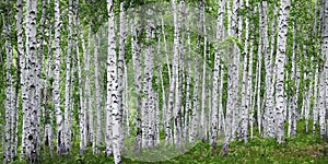 Birch tress forest photo