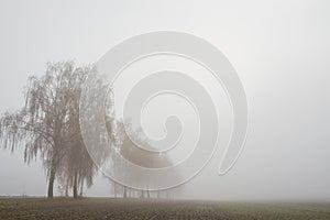 Birch tress by the road in the fog with morning glow