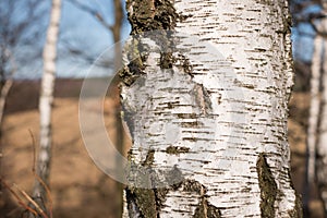 Birch trunk