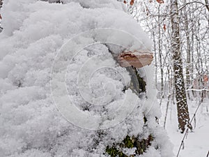 Birch trunk with birch polypore covered with snow close-up