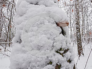 Birch trunk with birch polypore covered with snow close-up