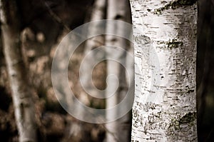 Birch trunk on blur background.