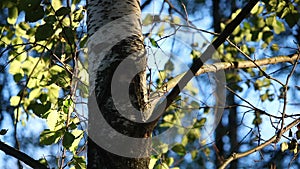 Birch trunk branches in a forest