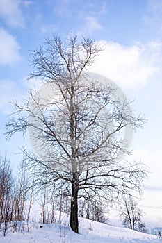 Birch trunk with branches without leaves against blue sky with clouds. Bare winter birch on hillock.