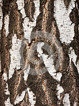 Birch trunk close-up
