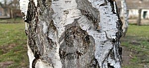Birch trunk. Close-up of birch bark. Birch bark. Damaged old tree bark. A wound on a wooden surface from a broken branch