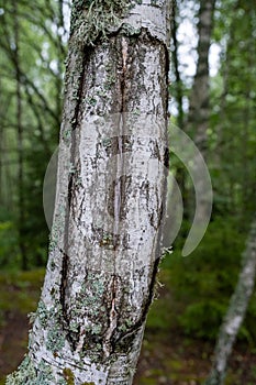 Birch trunk. Close-up of birch bark. Birch bark. Damaged old tree bark. A wound on a wooden surface from a broken branch