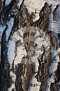 birch trunk close-up among the winter forest