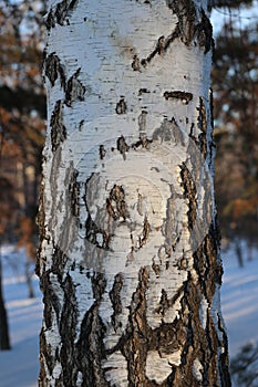 birch trunk close-up among the winter forest