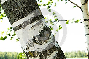 Birch