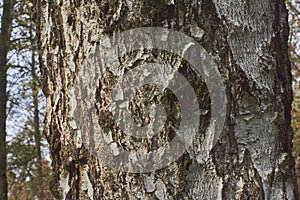 Birch trunk with a knot