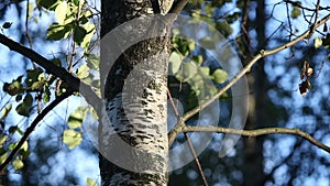 Birch trunk and leaves on the wind