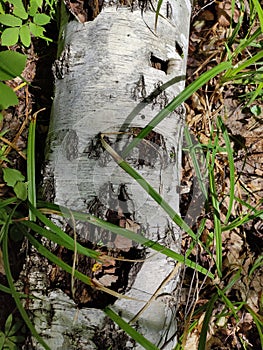 A birch trunk lying on the ground.