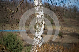 birch trunk on rural landscape background