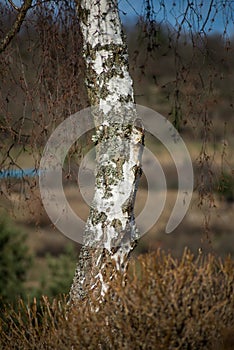 birch trunk on rural landscape background