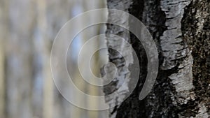 Birch trunk with spigot and sap drops