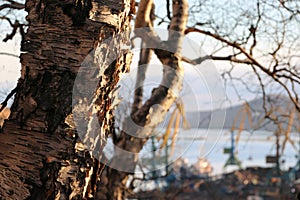 Birch trunk, tree bark, blurred background