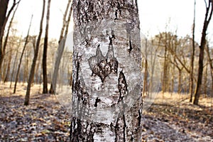 Birch trunk in woods in sunset light with little devilish looking spot in the middle