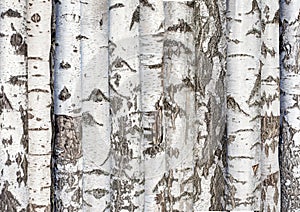 Birch trunks. background from forest trees. Karelian birch