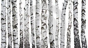 Birch trunks isolated on white