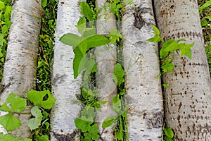 Birch trunks lie in green grass