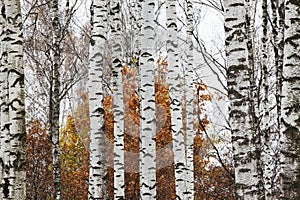 Birch trunks and red foliage in the autumn forest