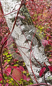 Birch Trunks Red Leaves Autumn