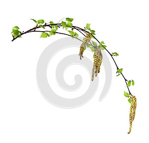 Birch twig with flowering catkins, blossoming branch of catkins