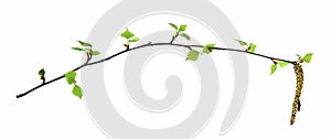 Birch twig with flowering catkins, blossoming branch of catkins