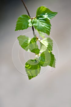 Birch twig with fresh green leaves on gray background