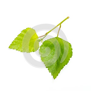 Birch twig with young spring green leaves on white background.